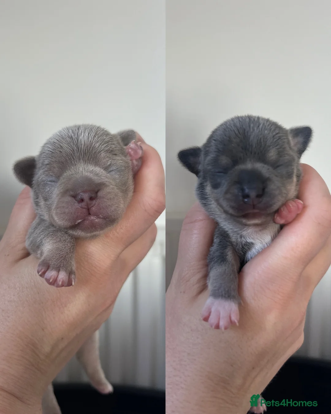 Chihuahua dogs for sale: Kc registered chihuahua pups - Advert 2