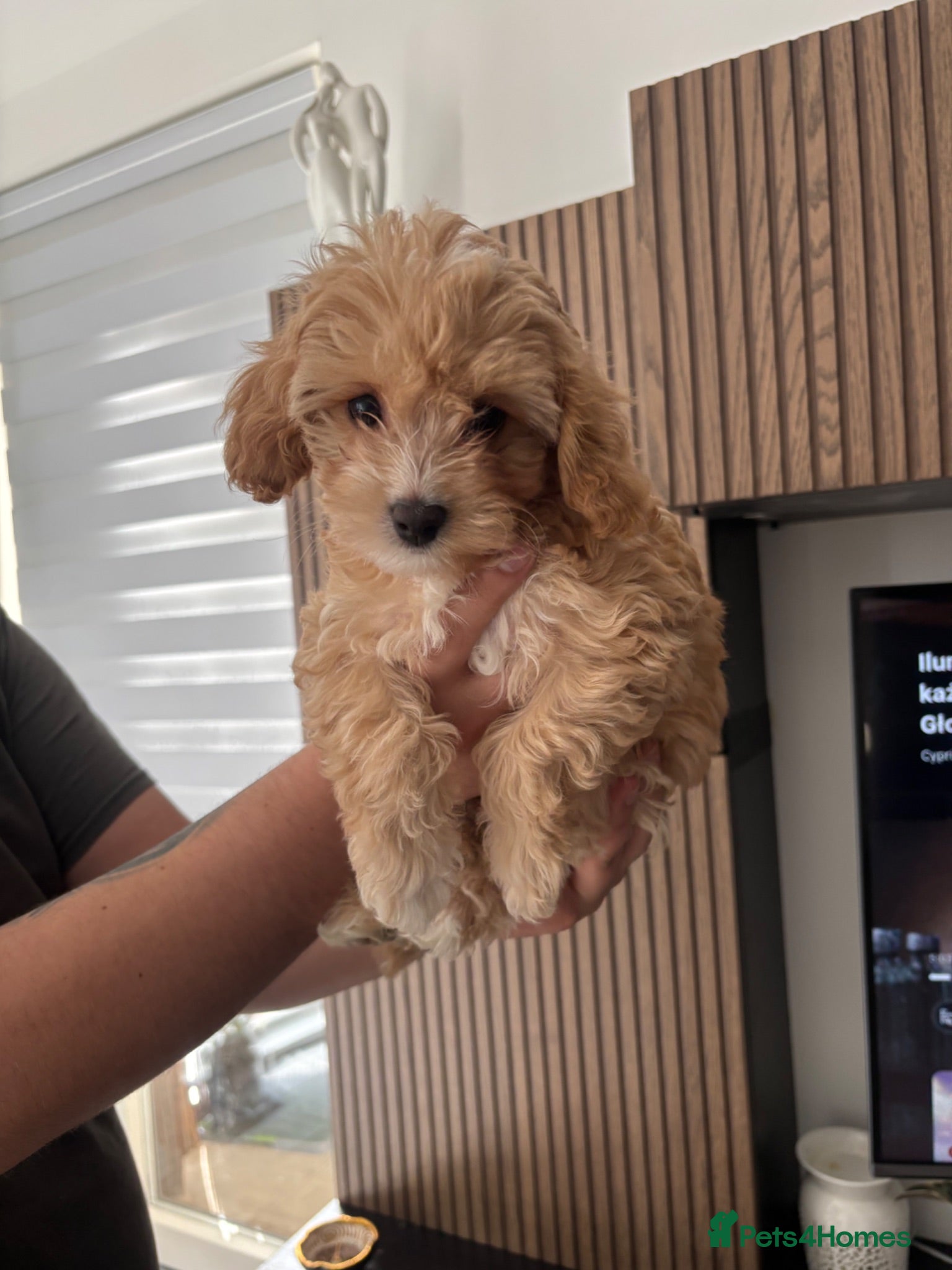 Cavapoochon dogs  Last Tiny Cavapoochon Girl  F1 first generation  - Advert 2