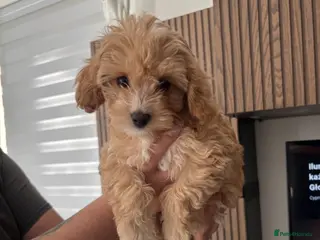 Cavapoochon dogs Last Tiny Cavapoochon Girl F1 first generation - Advert 2