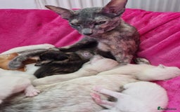 Oriental cats for sale: Beautiful GCCF registered Oriental kittens - Image 22