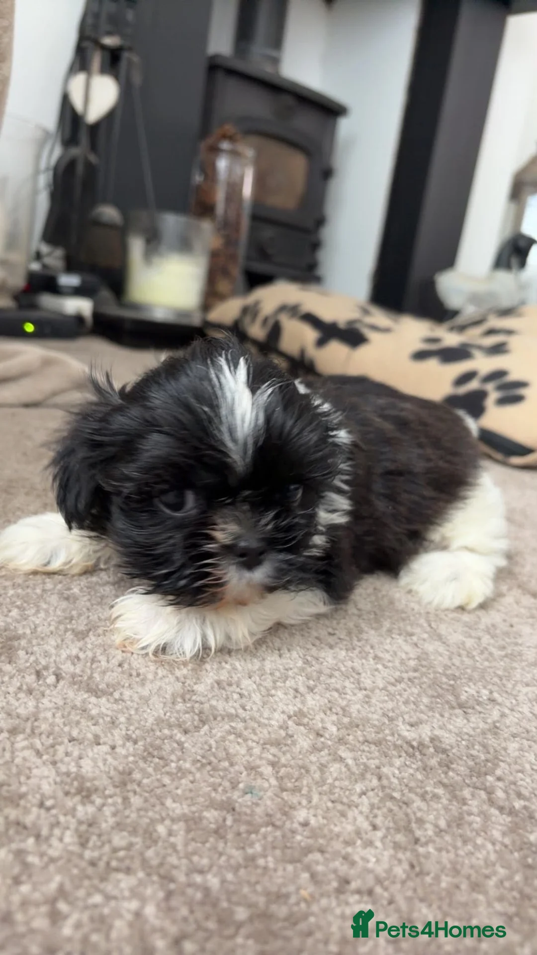 Shih Tzu dogs for sale: Imperial Shihtzu Puppies - Advert 2