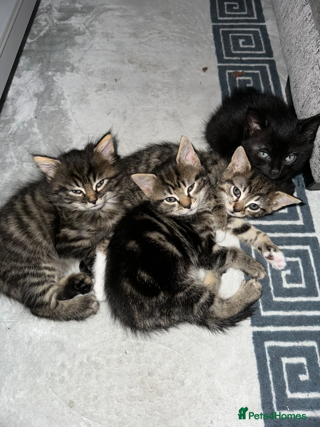 Mixed Breed cats for sale: Adorable Kittens Ready 3 Boy 1 Girl  - Advert 1