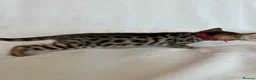Bengal cats for sale: Stunning Pure Bengal Kittens Ready For Reservation - Advert 23