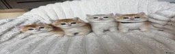British Shorthair cats for sale: 🧡Exceptional golden British shorthairs 🧡 - Advert 5