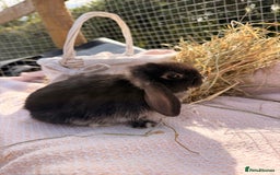 Mini Lop rabbits for sale: Pure mini lops, otters, grey, blue - Image 2