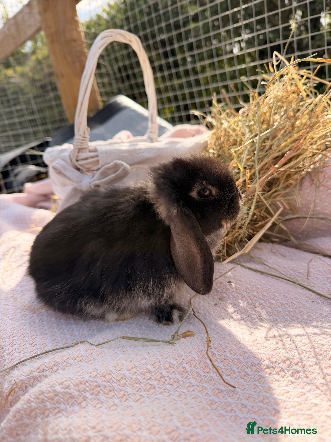 Mini Lop rabbits for sale: Pure mini lops, otters, grey, blue - Image 2