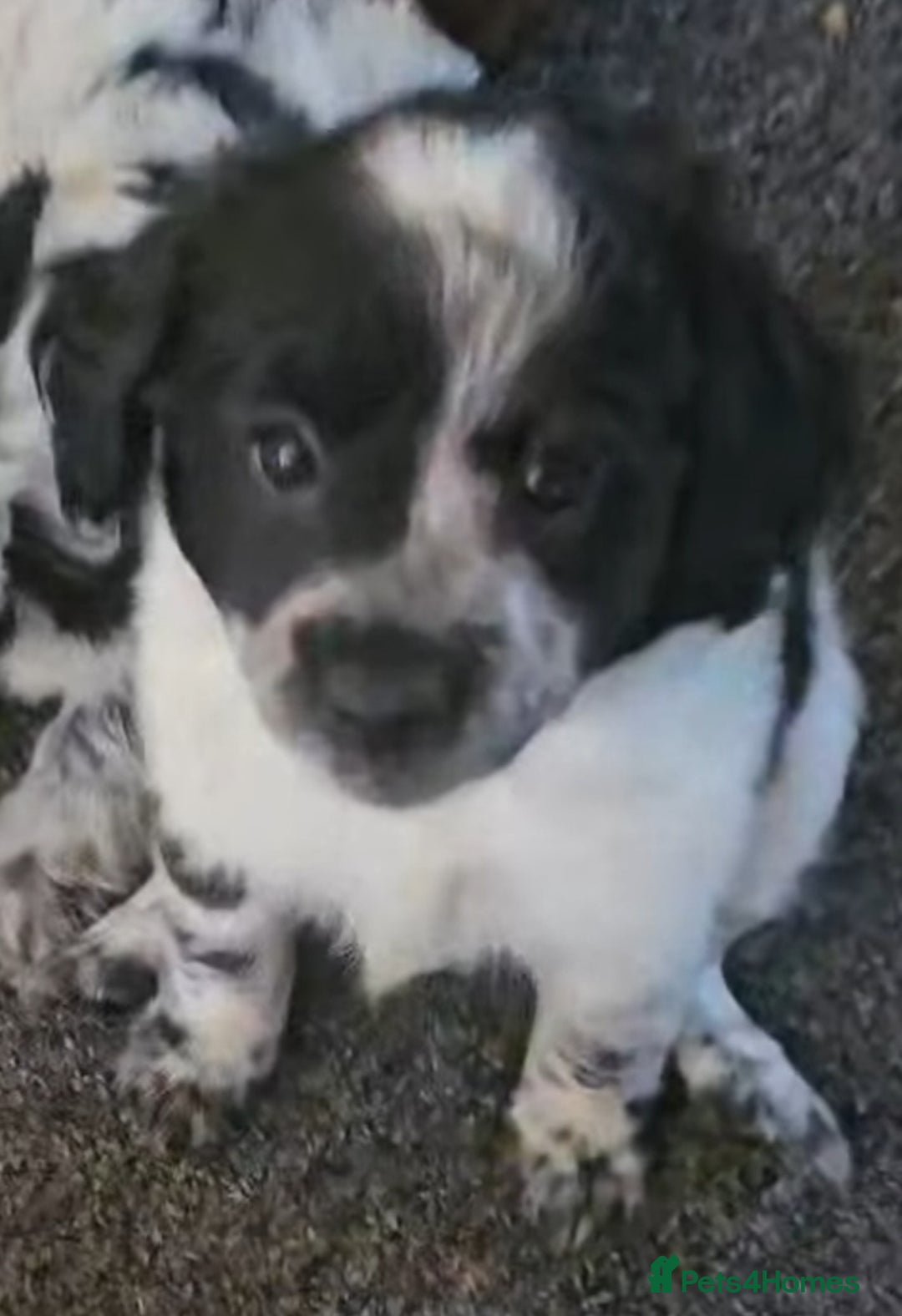 Mixed Breed dogs for sale: Pomapoo puppies  - Image 12