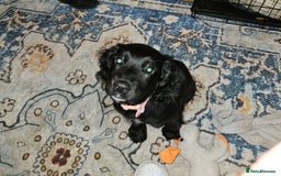 Sprocker dogs for sale: Sprocker puppy last 1 vaccinated and microchipped  - Image 4