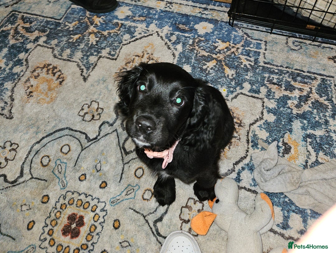Sprocker dogs for sale: Sprocker puppy last 1 vaccinated and microchipped  - Image 4