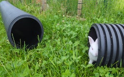 New Zealand rabbits for sale: 🐰 New Zealand White Rabbits – Friendly, Healthy🐰 - Image 5