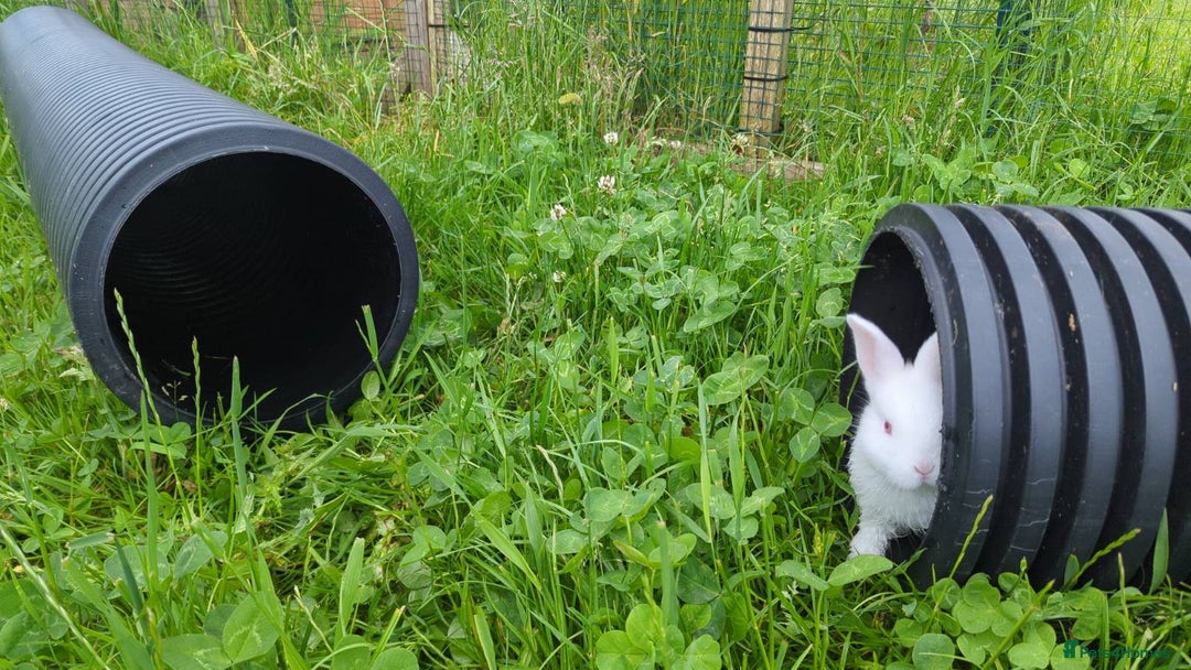 New Zealand rabbits for sale: 🐰 New Zealand White Rabbits – Friendly, Healthy🐰 - Image 5