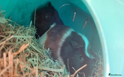 Guinea Pig rodents for sale: Baby guinea pigs  - Image 8