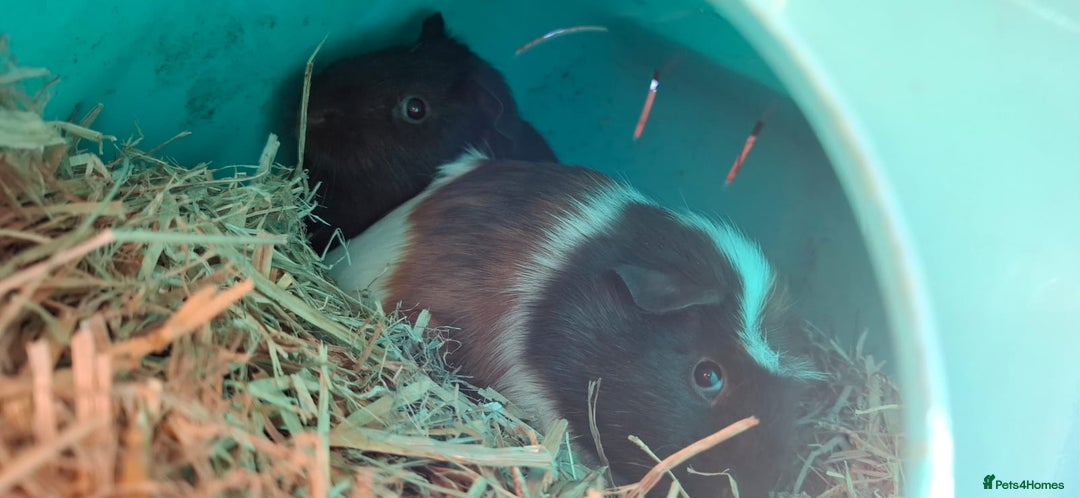 Guinea Pig rodents for sale: Baby guinea pigs  - Image 8