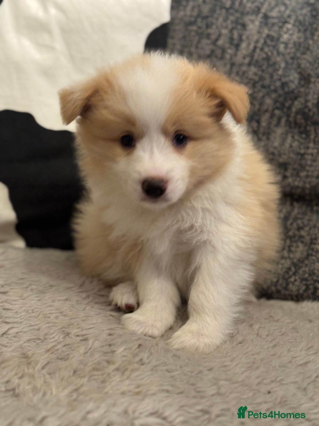 Border Collie dogs for sale: Pure Bred Border Collie Puppies For Sale - Advert 36