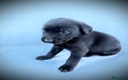 Labrador Retriever dogs for sale: ✨Gorgeous Labrador Puppies Ready for New Homes! ✨ - Image 8
