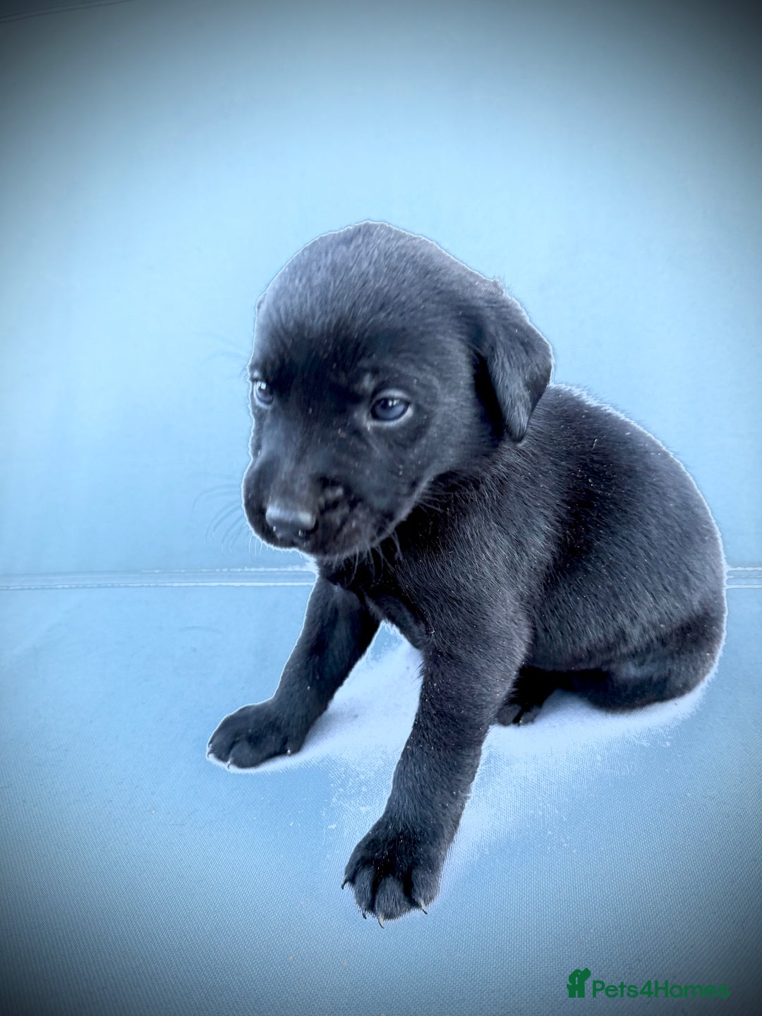 Labrador Retriever dogs for sale: ✨Gorgeous Labrador Puppies Ready for New Homes! ✨ - Image 8
