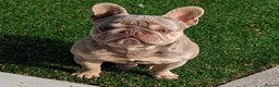 French Bulldog dogs for stud: Tiny 8kg Isabella and tan quad  - Advert 4