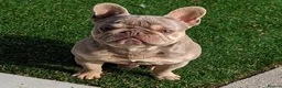 French Bulldog dogs for stud: Tiny 8kg Isabella and tan quad  - Advert 4