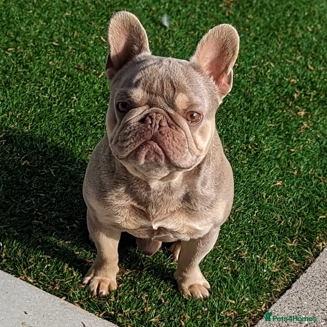 French Bulldog dogs for stud: Tiny 8kg Isabella and tan quad  - Advert 4
