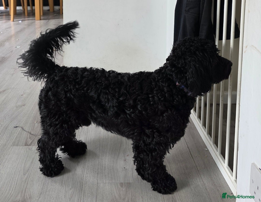 Doxiepoo dogs for sale: OZZY (daxiepoo) - Image 4