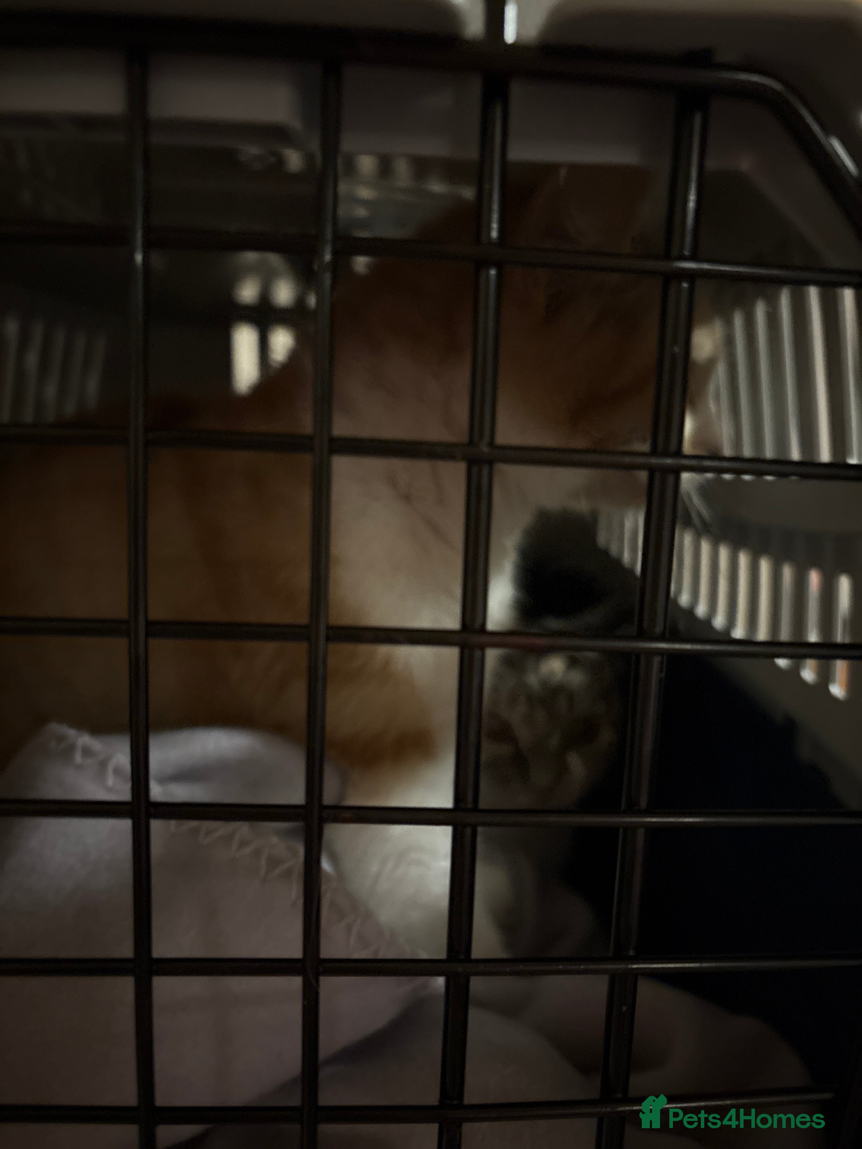 Mixed Breed cats To cats ginger male and tabby female  - Advert 1