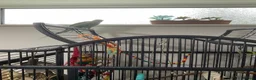 Ringnecks birds for sale: BLUE RINGNECK PARAKEET WITH HER/HIS CAGE in Kettering - Advert 3