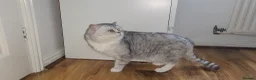British Shorthair cats for sale: Blue eyed Golden British Shorthair female & male - Advert 26