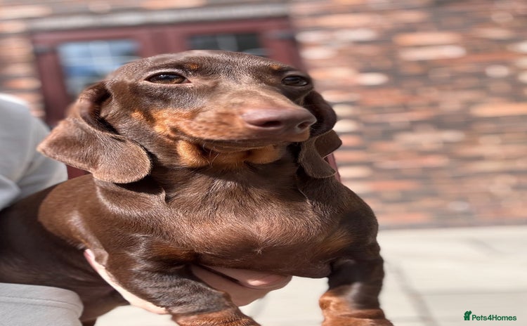 Miniature Dachshund dogs in Stafford - Advert 5