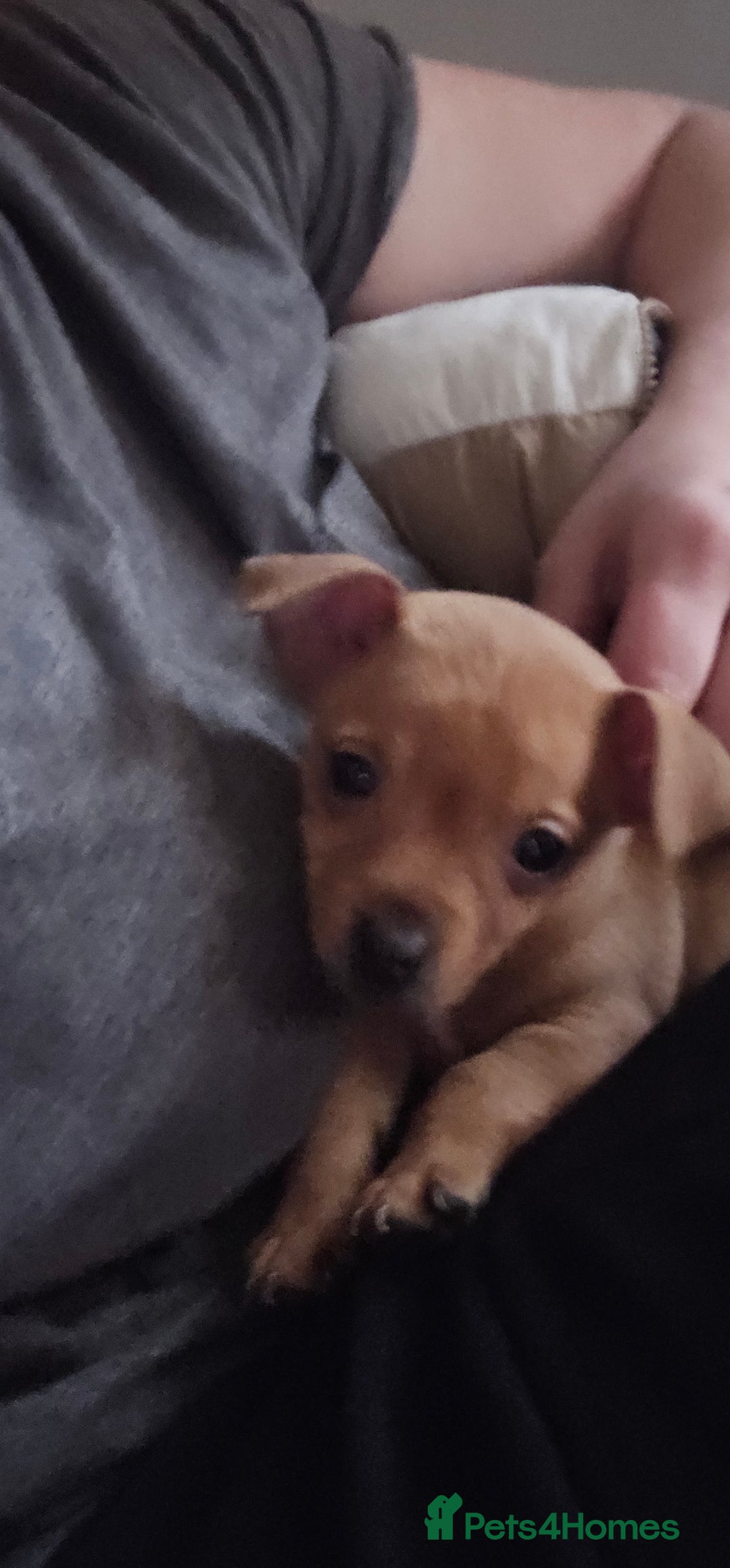 Jack Russell dogs for sale: Beautiful Jack Russell Terrier Puppies - Advert 17