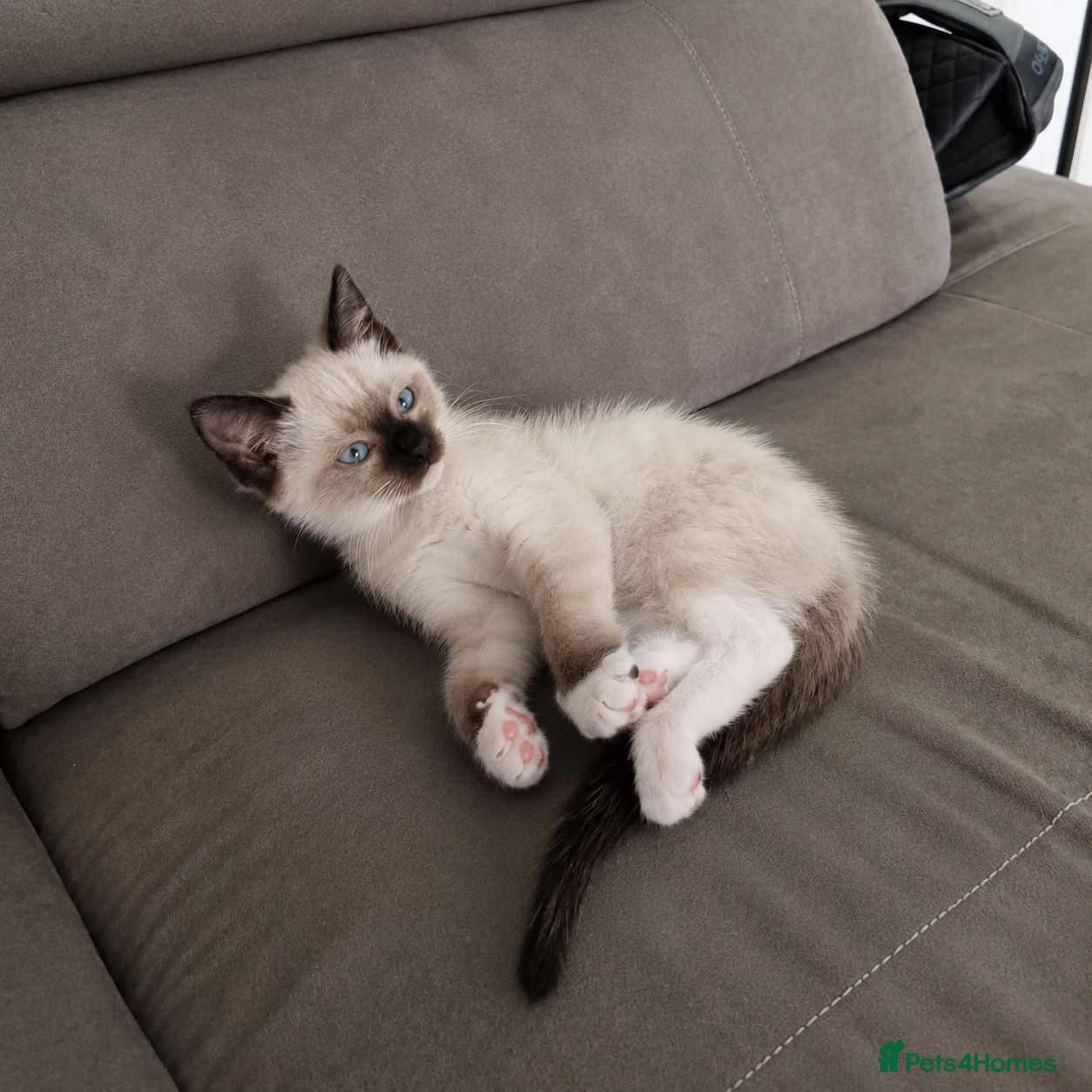 Ragamese cats 3 GIRLS LEFT! TWO SIAMESE AND ONE RAGDOLL - Advert 1