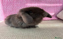 Mini Lop rabbits for sale: Beautiful mini lop kits  - Image 9