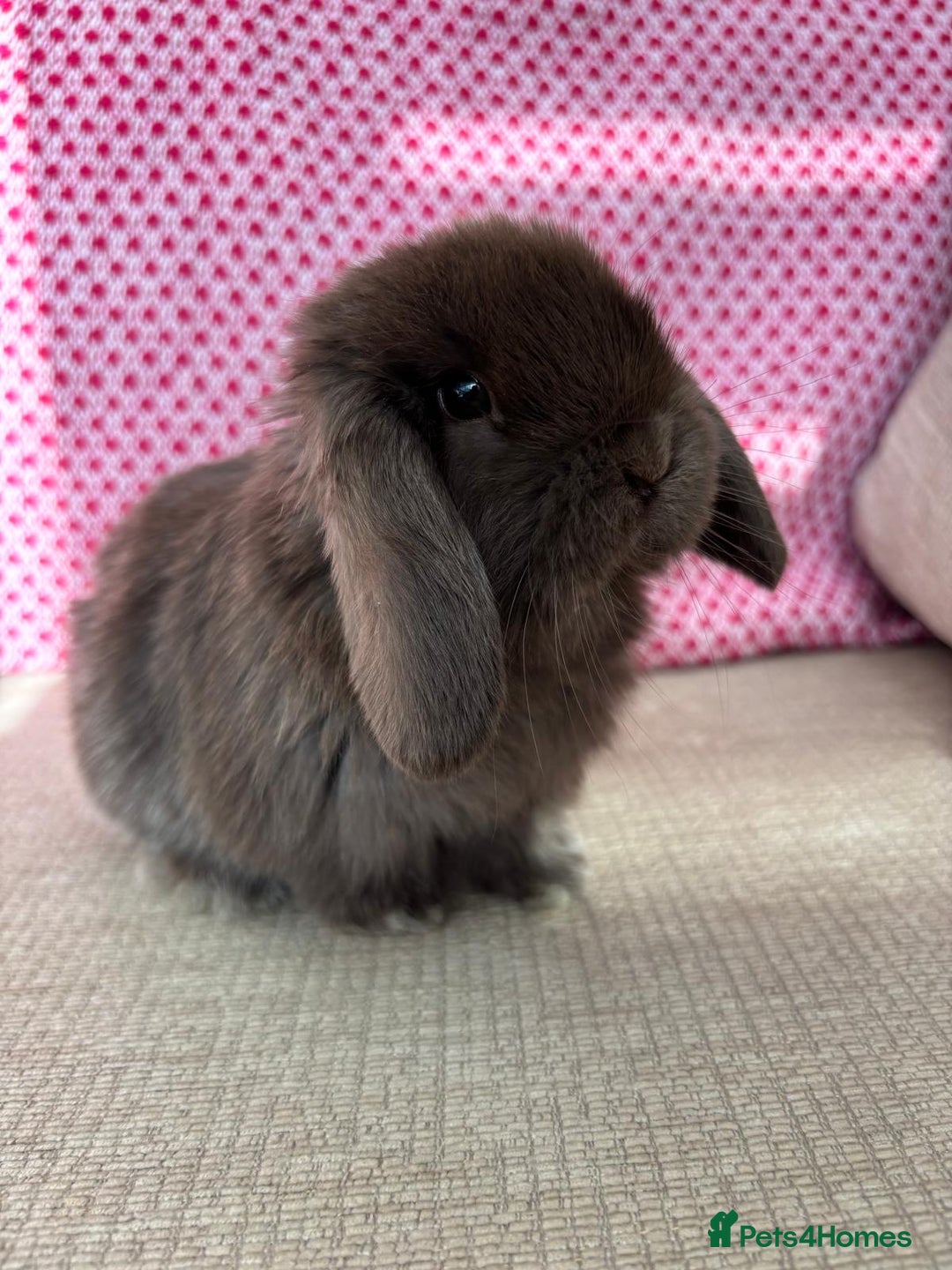 Mini Lop rabbits for sale: Beautiful mini lop kits  - Image 9