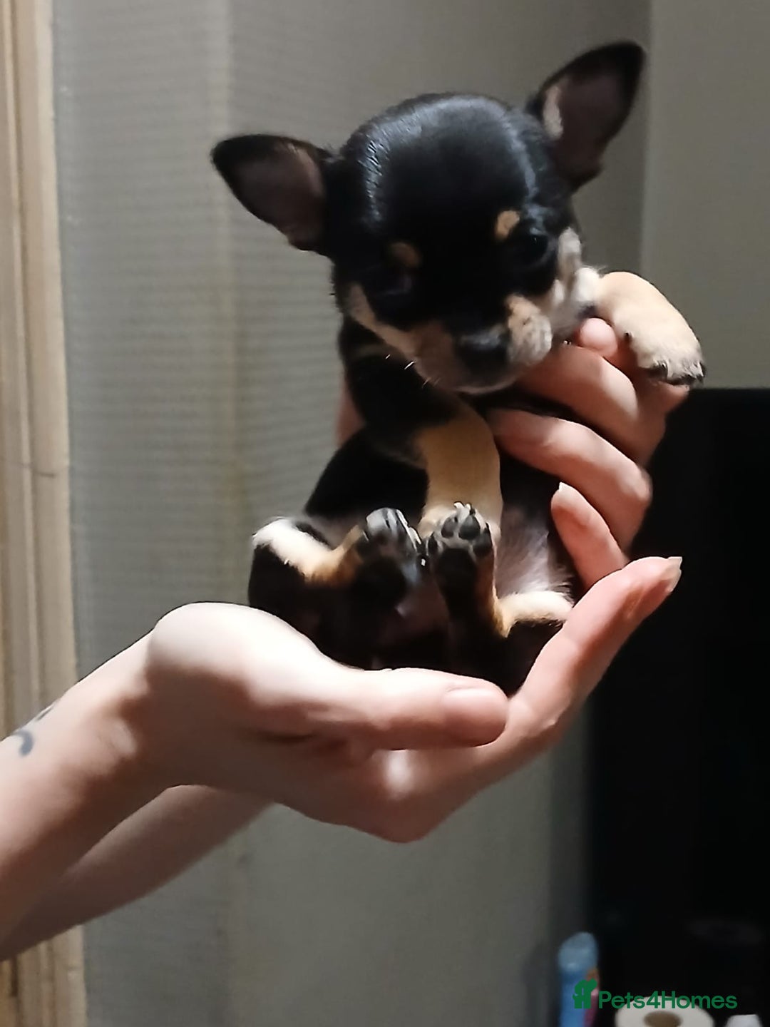 Chihuahua dogs for sale: BEAUTIFUL CHIHUAHUA PUPPIES  - Image 3