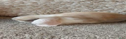 Mini Lop rabbits for sale: READY 8WEEKS OLD  minilop baby doe - Advert 7