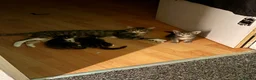 Mixed Breed cats for sale: Tabby kittens - Advert 1