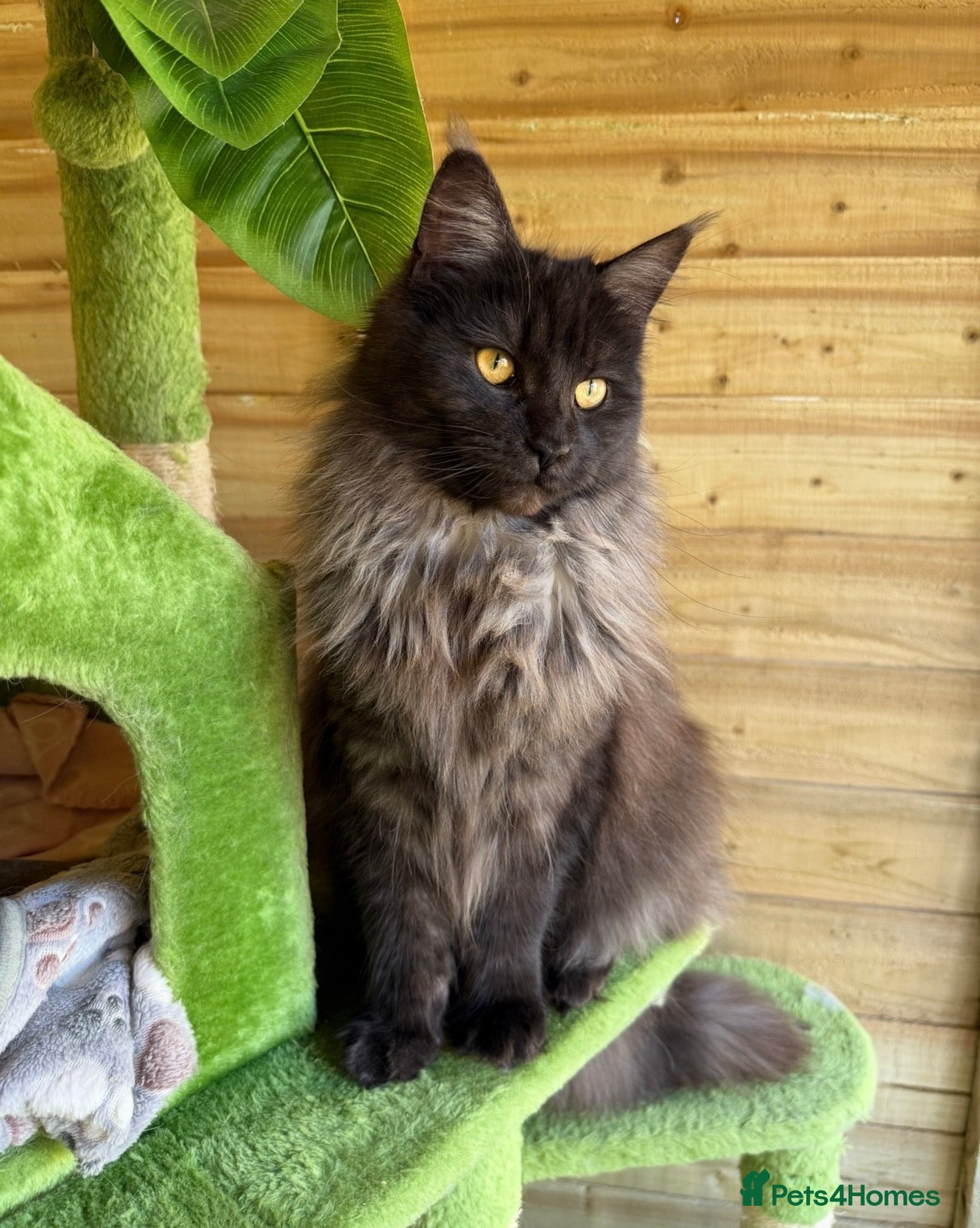 Maine Coon cats Active tica registered smoke female  - Advert 2