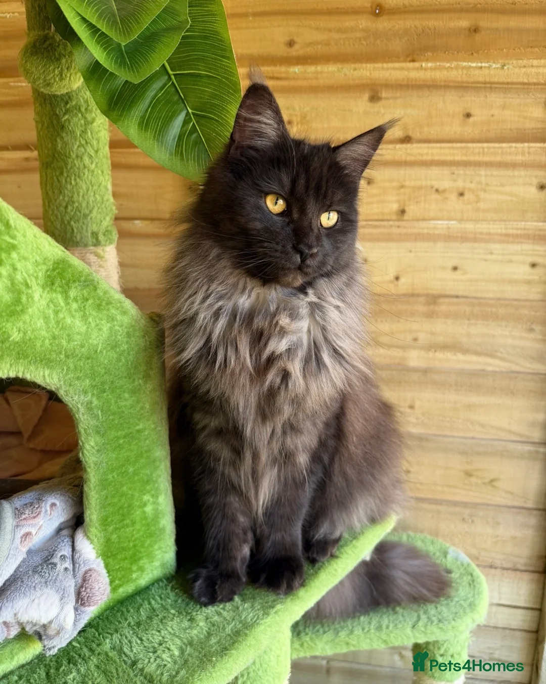 Maine Coon cats for sale: Active tica registered smoke female  - Advert 1