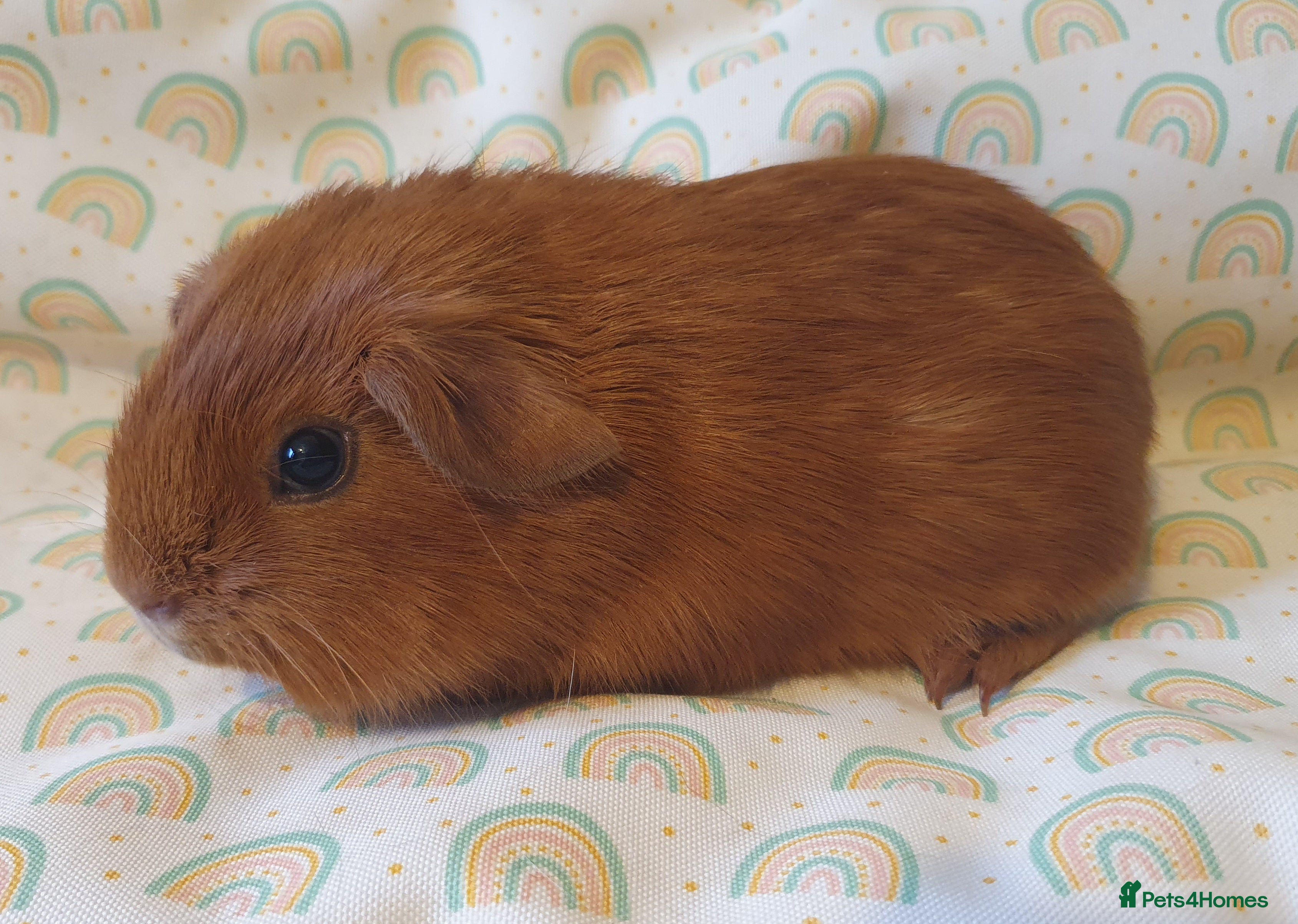 Guinea Pig rodents guinea pigs  - Advert 16