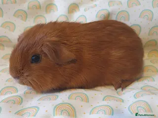 Guinea Pig rodents guinea pigs - Advert 16