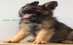 German Shepherd dogs for sale: German Shepherd puppies - Image 10
