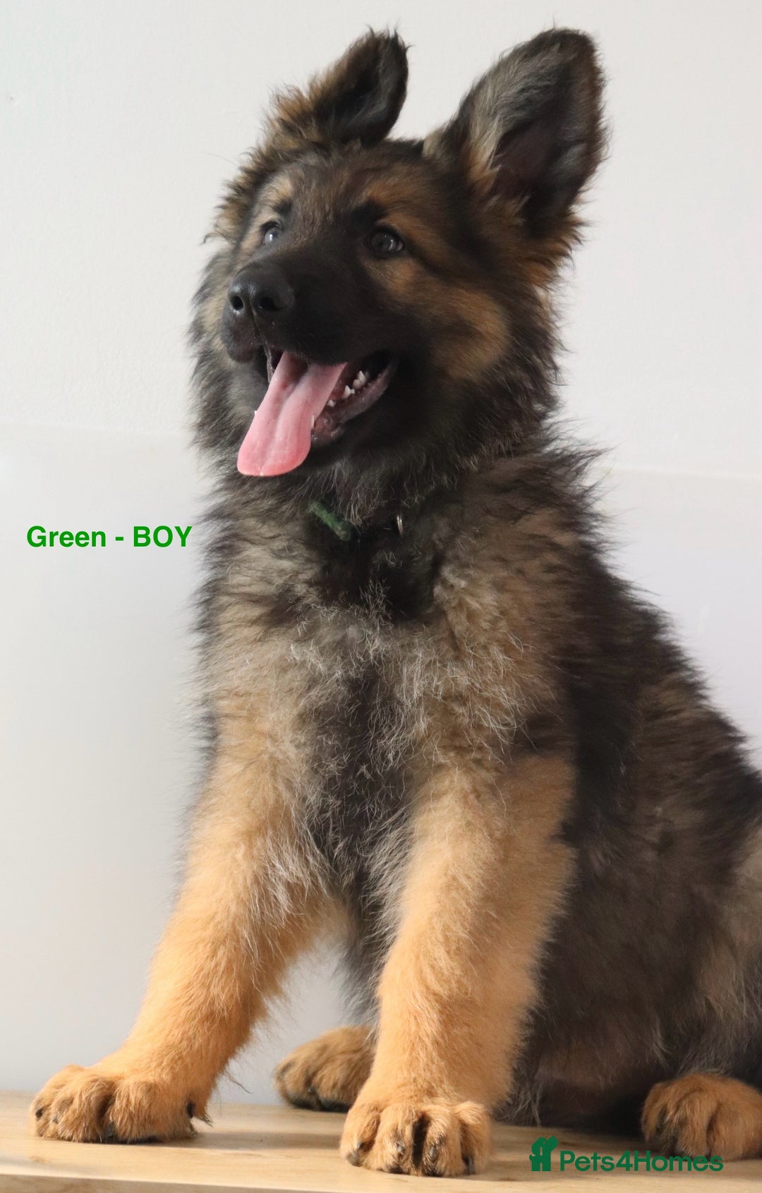 German Shepherd dogs for sale: German Shepherd puppies - Image 10