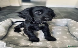Cocker Spaniel dogs for sale: Cocker Spaniel Puppy  - Advert 5
