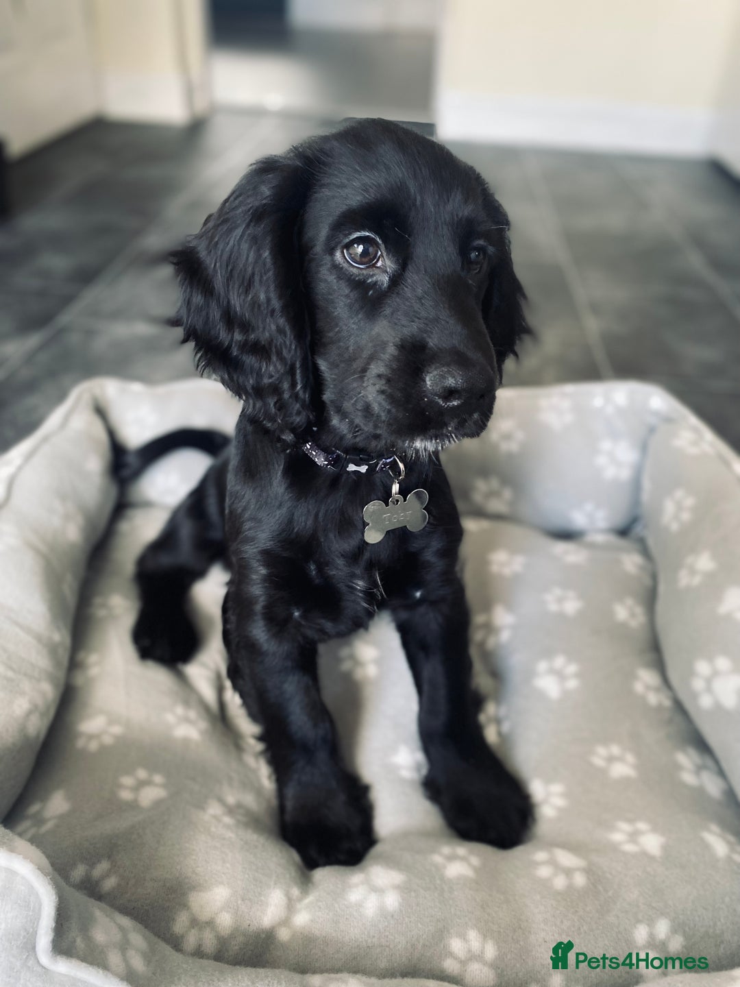 Cocker Spaniel dogs for sale: Cocker Spaniel Puppy  - Advert 5