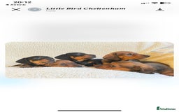 Dachshund dogs for stud: Proven Choc and Tan Dachshund for Stud in Swindon - Image 13