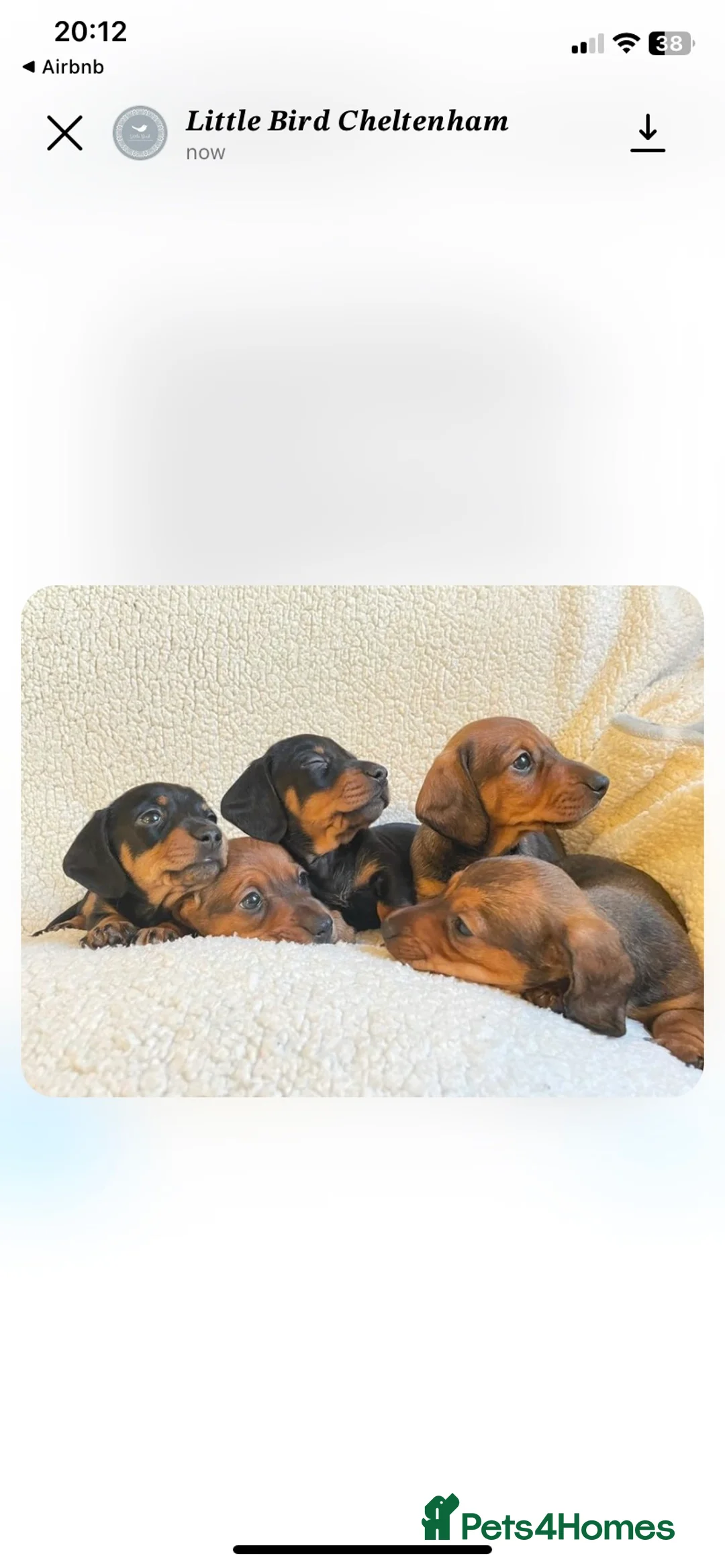 Dachshund dogs for stud: Proven Choc and Tan Dachshund for Stud in Swindon - Advert 13