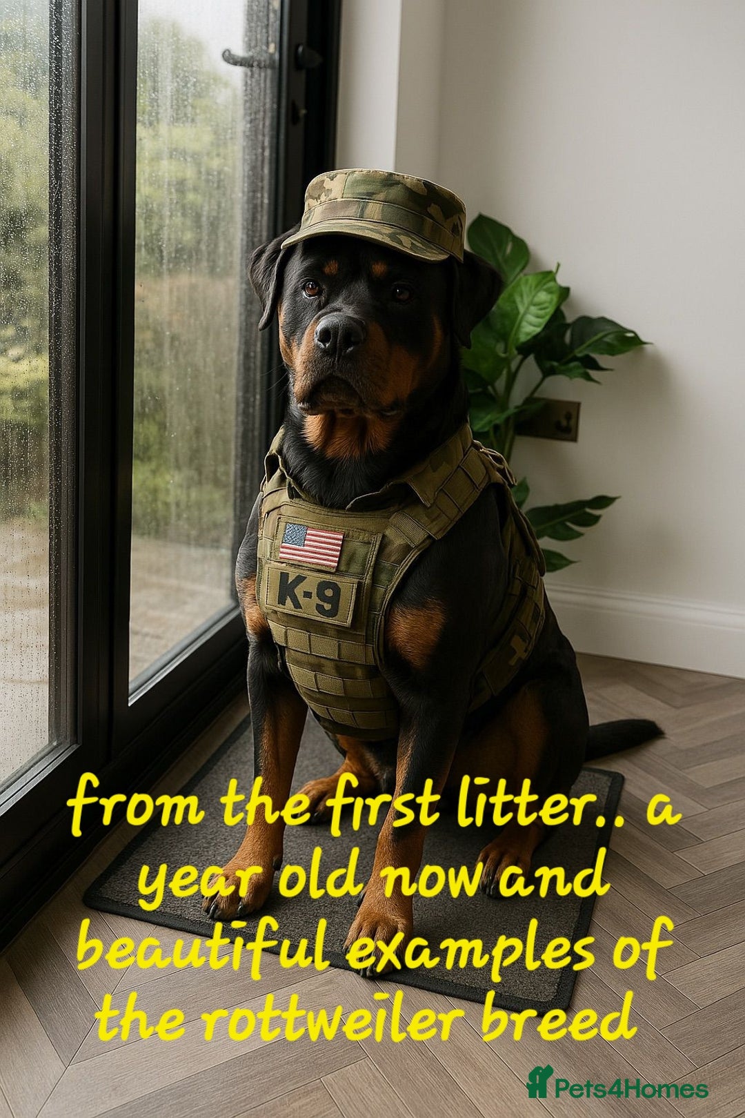 Rottweiler dogs for sale: Rottweiler puppies  - Image 20