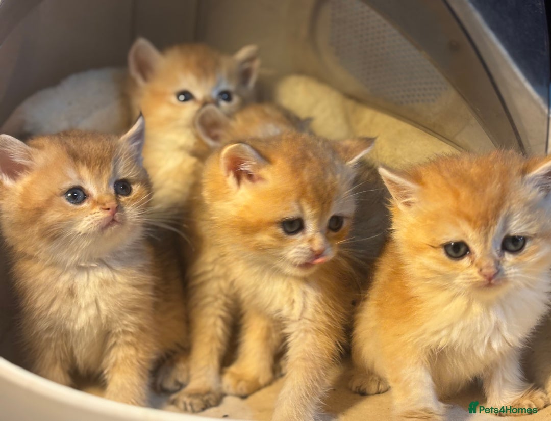 British Shorthair cats for sale: Full Pedigree Golden tipped British Shorthair - Advert 13