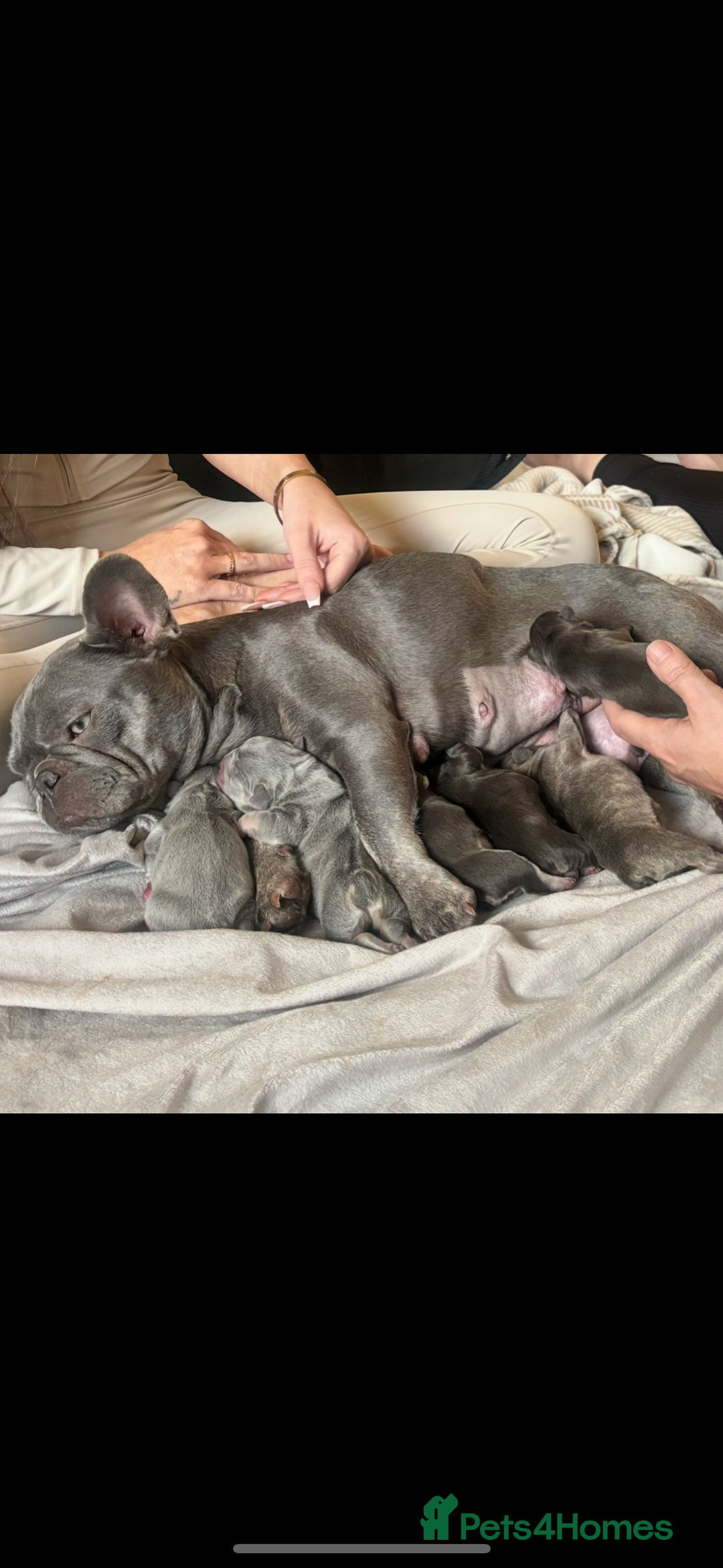French Bulldog dogs for sale: Stunning Litter of French Bulldogs  - Image 10