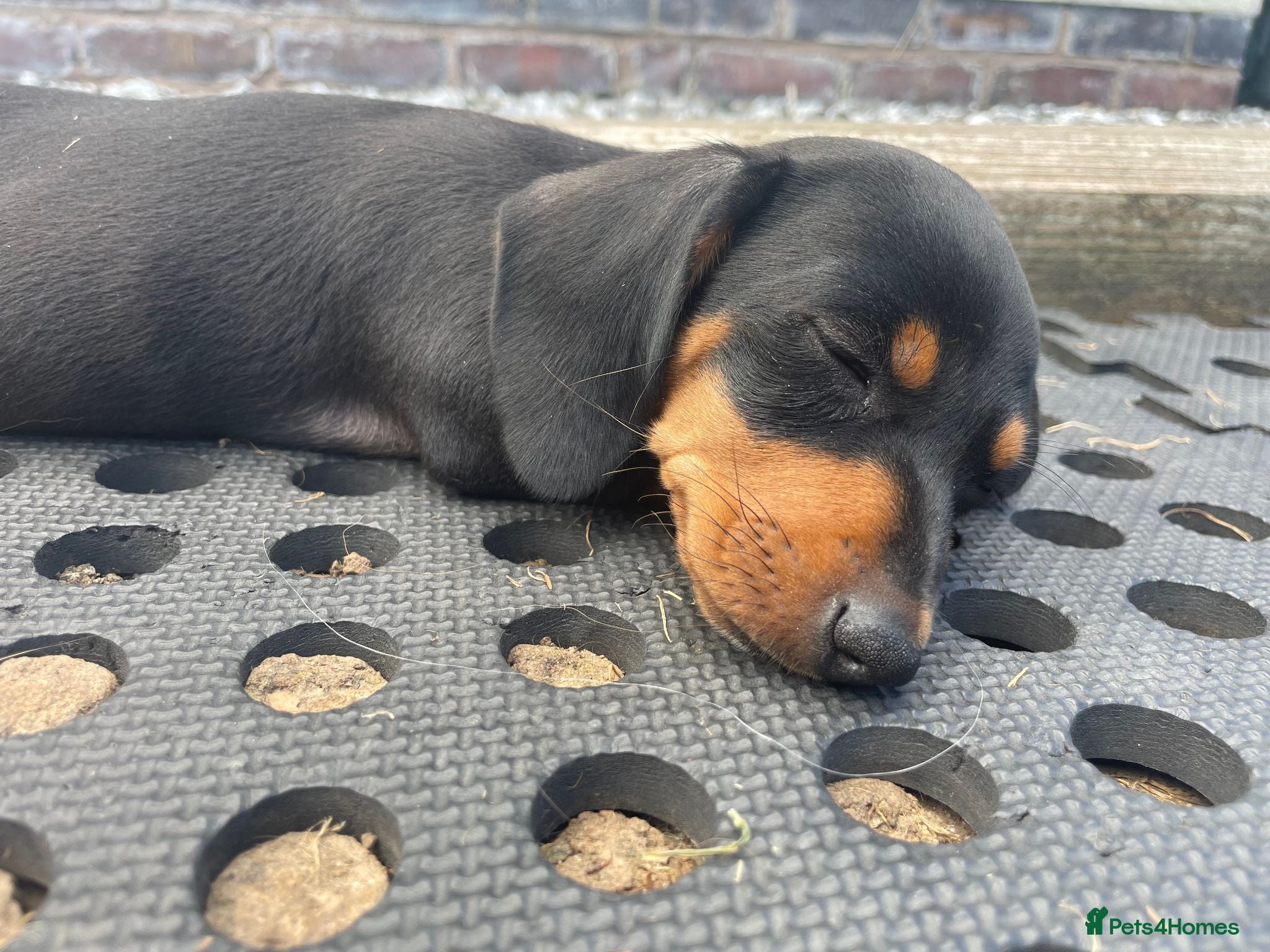 Miniature Dachshund dogs Miniature Dachshund Puppies - Stunning Litter - Advert 2