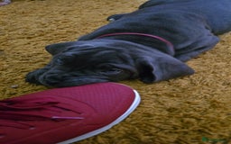 Cane Corso dogs for sale: My puppies  - Image 12